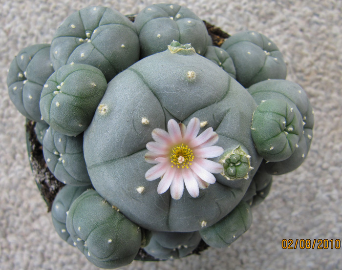 Lophophora Williamsii var. caespitosa in flower